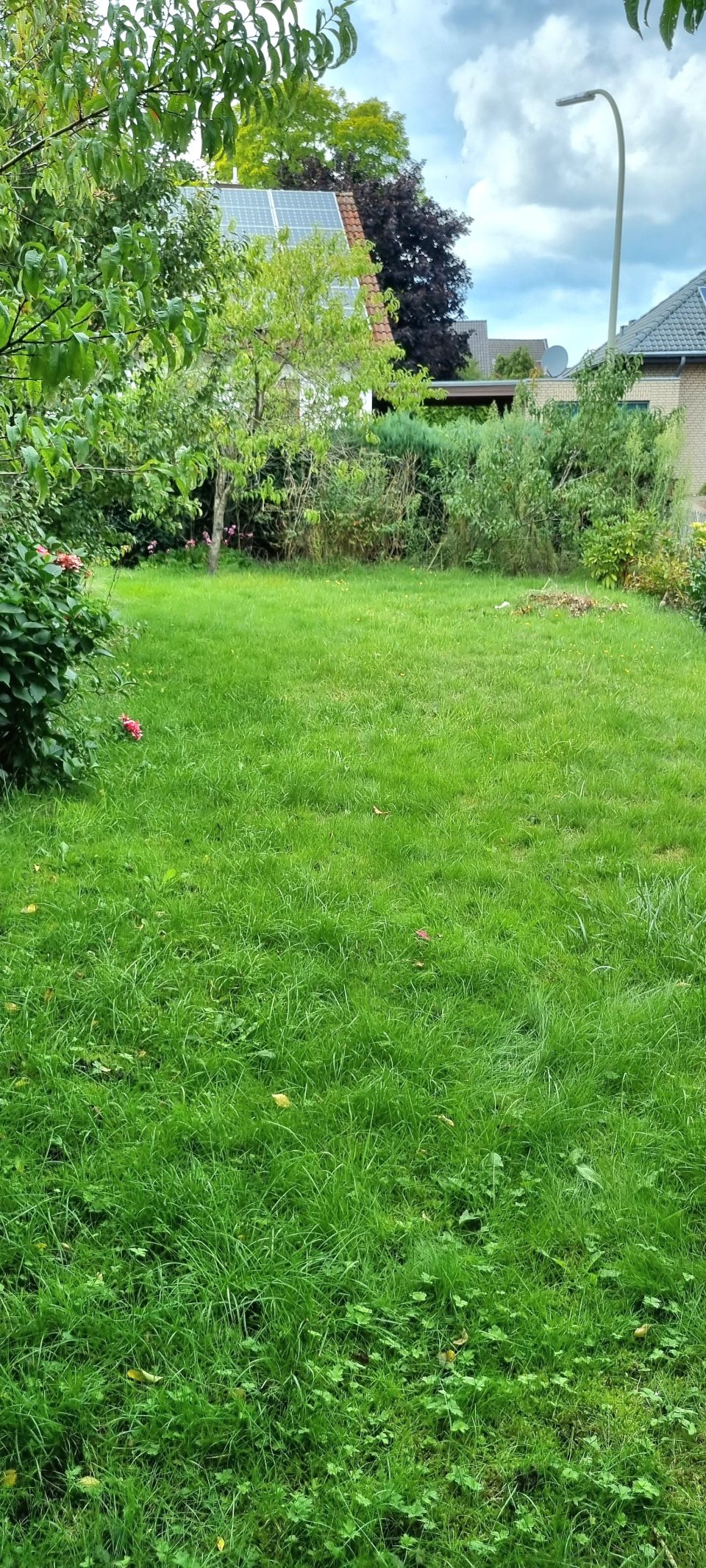 Rasenfläche Rasenfläche
