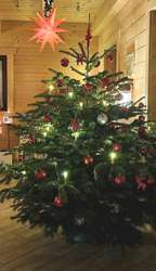 Beispielfoto Tannenbaum